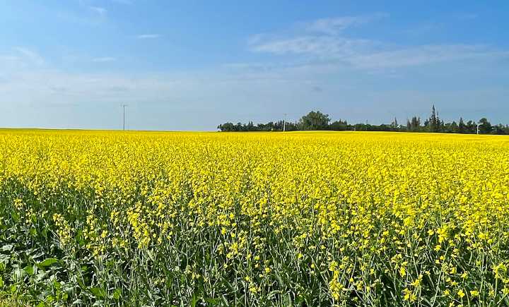 Flea beetles: Pests, protectors, & everything in between