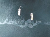 B.C. fish farm spill: 'polluter-pays' model flawed