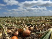 “Mala para todos”. Se desplomaron las exportaciones de una economía, quedó mucha producción sin vender y se perdió plata