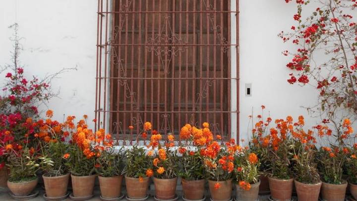 Las plantas ideales para sembrar en septiembre y disfrutar todo el verano