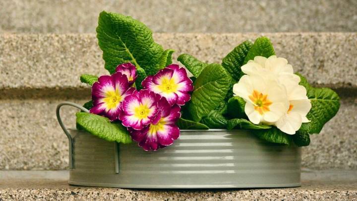 Cómo cultivar prímulas en maceta: la planta que anuncia la primavera