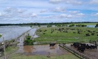 El campo bonaerense: pérdidas irreversibles y millones de hectáreas afectadas por el agua