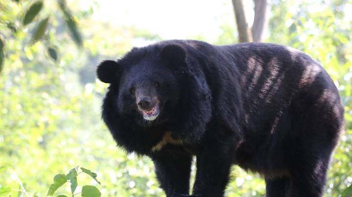 Bear Mauls Elderly To Death In North Kashmir’s Sopore