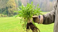 12 Effective Ways To Banish Weeds From Your Lawn Without Harming The Grass