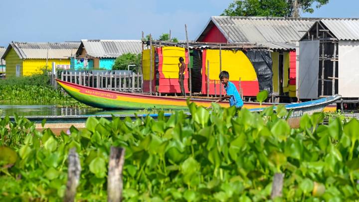 Nueva Venecia: el pueblo de palafitos en la Ciénaga Grande de Santa Marta que está en jaque por una planta invasora