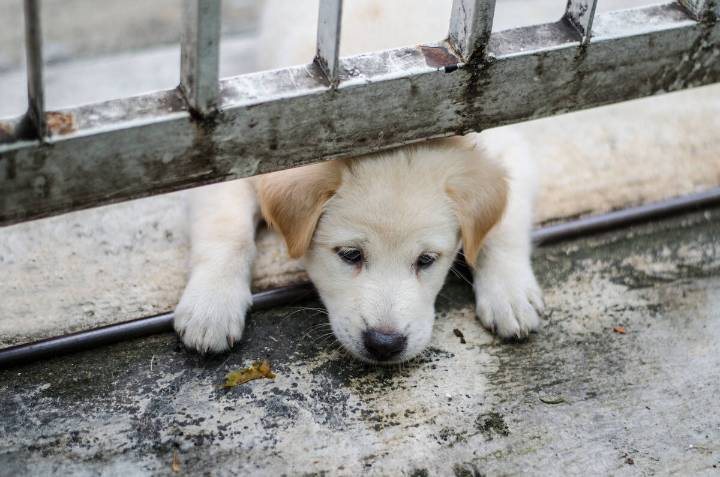 LETTER: There are cheap options for spay and neuter