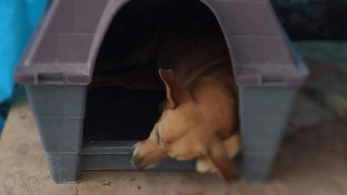 Asociación Bien Animal, expone daños a mascotas por el sonido de los cuetes