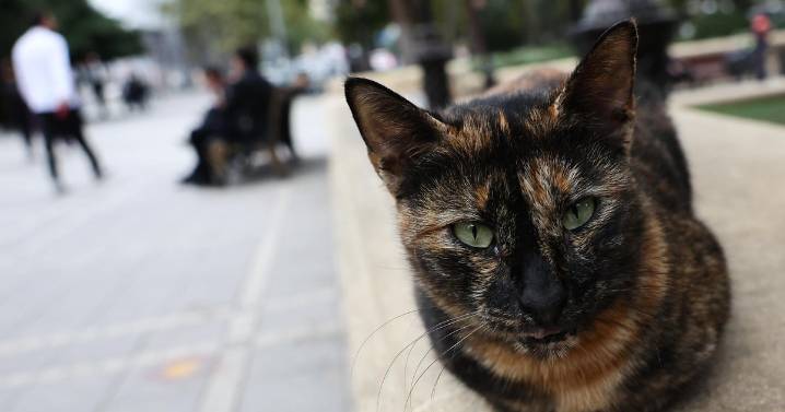 6 cats killed, 2 more shot with blowgun darts in Maryland, in "deeply disturbing" case of animal cruely