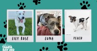 Rescues in Action: Lily Rose, Luna and Peach