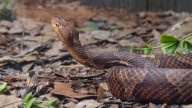 Venomous snake bit 4-year-old, but day care didn't call 911, family says