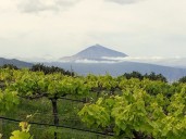 Una plataforma ayudará a salvar la vid en Tenerife: así funciona VidDATA