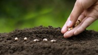 The Stunning Flower You Should Start From Seed In September For Sweet Spring Blooms