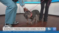 How Yuppy Puppy Forever is helping pets find their 'fur'