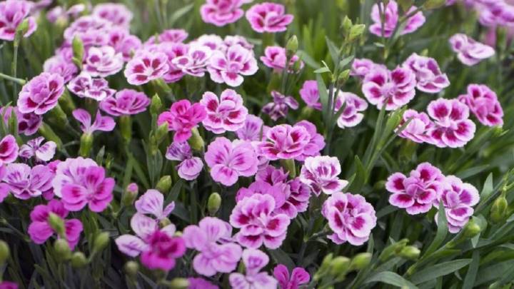 "Todoterreno" y con un toque de magia: las plantas más fáciles de cuidar que transforman tu hogar
