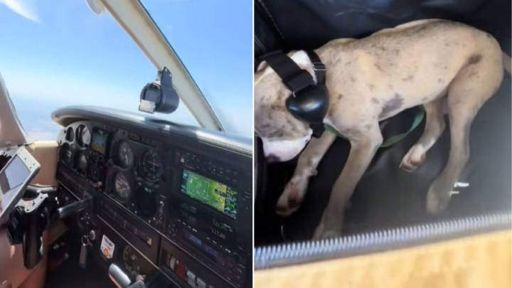 California Family Finds Their Perfect Pup And Brings Her Home In The Most Touching Way