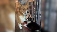 Tennessee Dog Reaches His Limit When His Baby Sister Won’t Stop Annoying Him