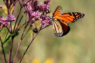 See natural wildflower habitat teeming with bees, butterflies at Up North farmstead