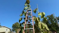 Indiana man breaks world record for tallest sunflower