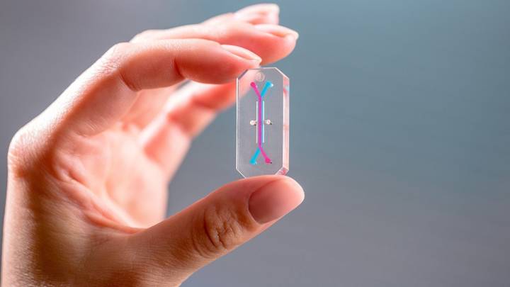 NASA to use organ chips for assessing astronaut health on Artemis II mission