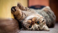 Con un elemento que tenés en la cocina, creá un ambiente saludable para tu gato sin gastar un peso