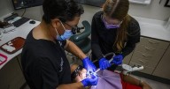 Dental care improving, industry says, but misconceptions about 'free' care persist