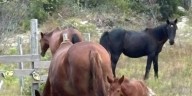 Corolla Wild Horse Fund says filly born over the weekend, ninth foal this year