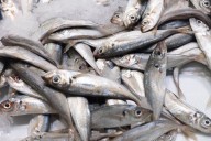 Fish Recall Issued After ‘Best by Date’ Wrong by Two Years