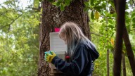 To save rare birds, New Zealand is relying on backyard trappers : NPR