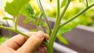 Is Pruning Your Tomato Suckers Worth It? Here's What To Know