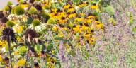 Seasonal allergies