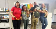 Morgan Shelter Issues 'Urgent Plea' For Foster Homes and Volunteers