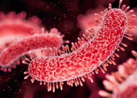 Peligrosa bacteria en shampoo