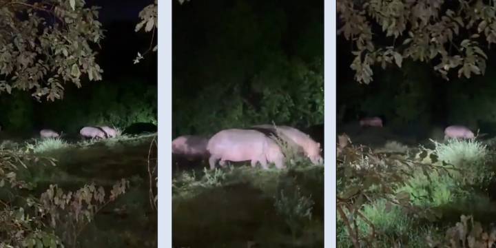En video quedó registrada una manada de hipopótamos en Doradal, Antioquia