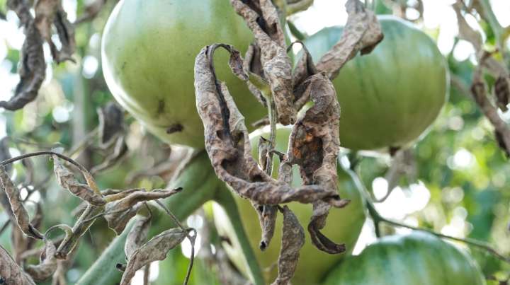 The Last-Ditch Method To Try That Can Turn Your Green Tomato Plants Red