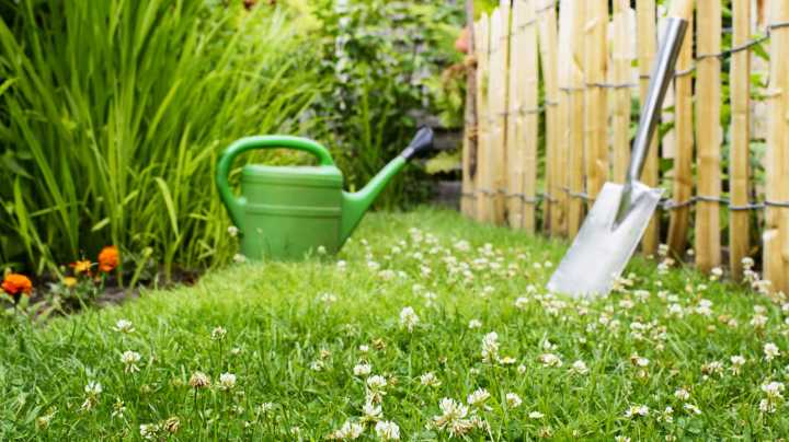 Is A Clover Lawn Worth The Trade Off? What You Should Know Before Planting