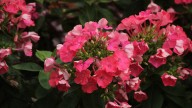 La planta atemporal para un balcón repleto de flores hasta en otoño