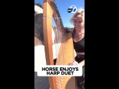 Therapy horse shows off impressive harp skills