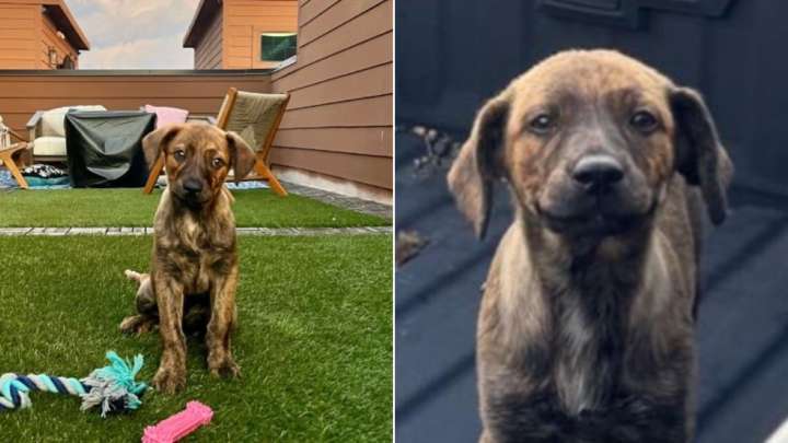 Texas Woman Crushed After Discovering Puppy Left In A Truck Beside Her House