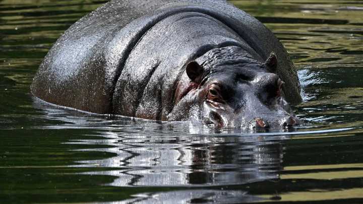Ataque de hipopótamo dejó 11 desaparecidos en el río Sassandra, Costa de Marfil