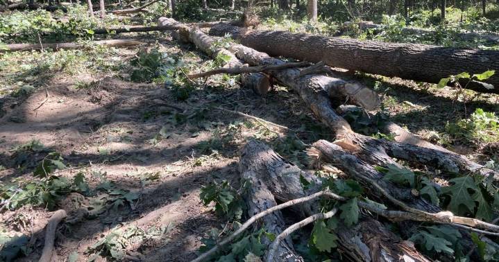 Federal judge issues temporary injunction on Bell Smith Springs logging