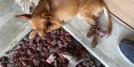 Hogtied dog abandoned in Ruskin manages to hop to safety; owner sought