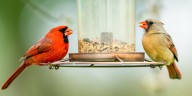 Is It Okay to Leave Your Bird Feeder Up Year
