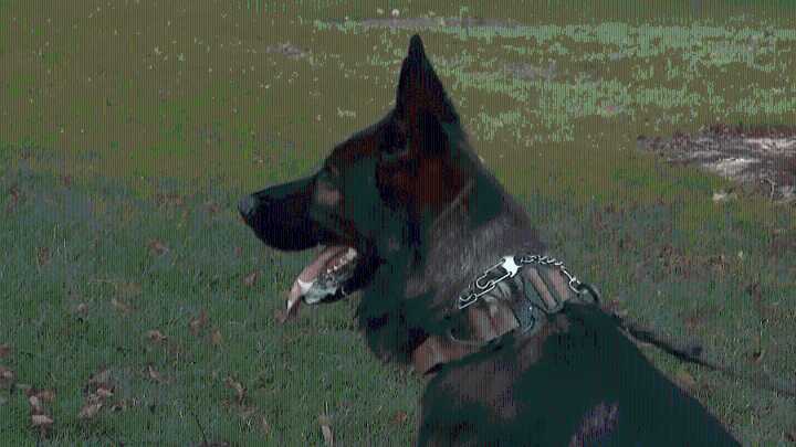 McHenry Sheriff’s K-9 helps find missing elderly man – NBC Chicago