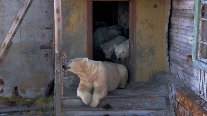 Osos polares se mudan a una antigua instalación soviética