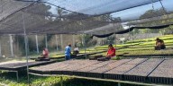 Sembrarán 2.4 millones de árboles en la Jornada de Reforestación
