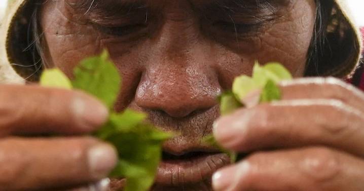 Coca leaves remain a source of work, faith and identity in Bolivia