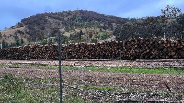 'No choice': paper giant sues after state logging ban
