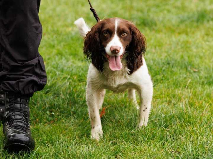 Los encontraron en condiciones deplorables, los rescataron y ahora los perros forman parte de la policía