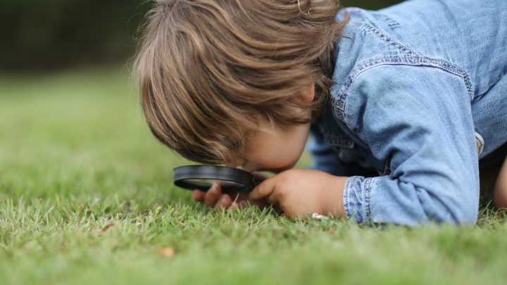 Ticks Vs Fleas: How To Know What's Hiding In Your Grass