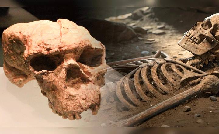 China desafía la historia de la evolución humana con el hallazgo de un cráneo de un millón de años de antigüedad
